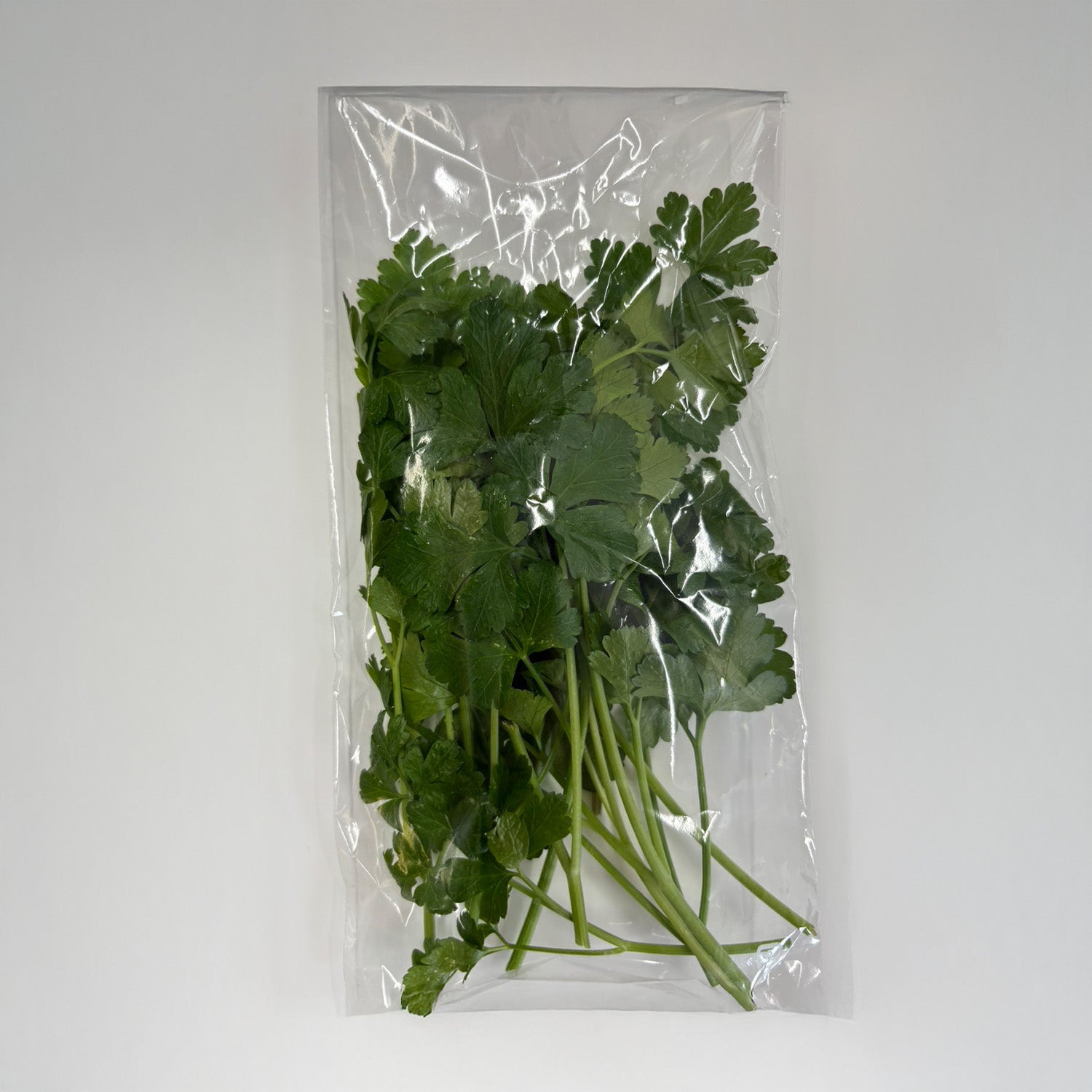 パセリ – Future farm Den園